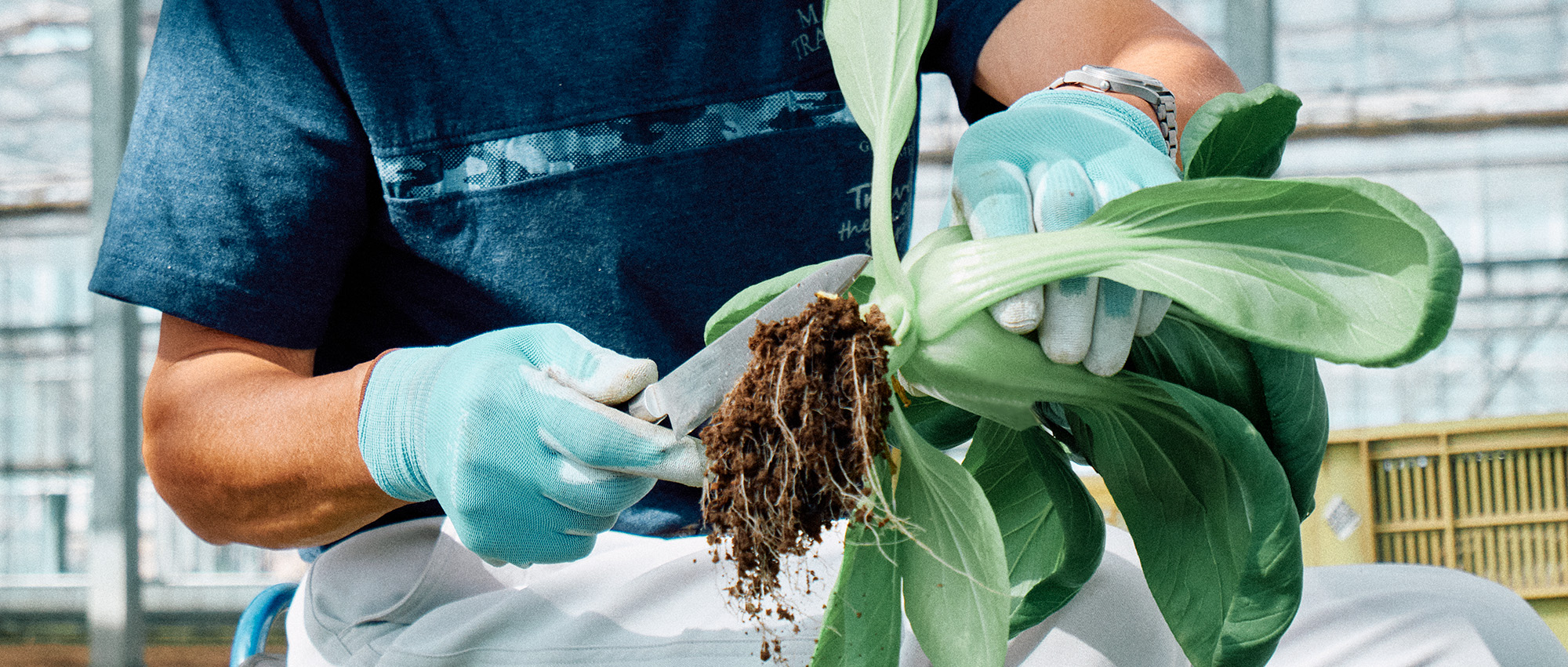 もみ殻堆肥関連の写真